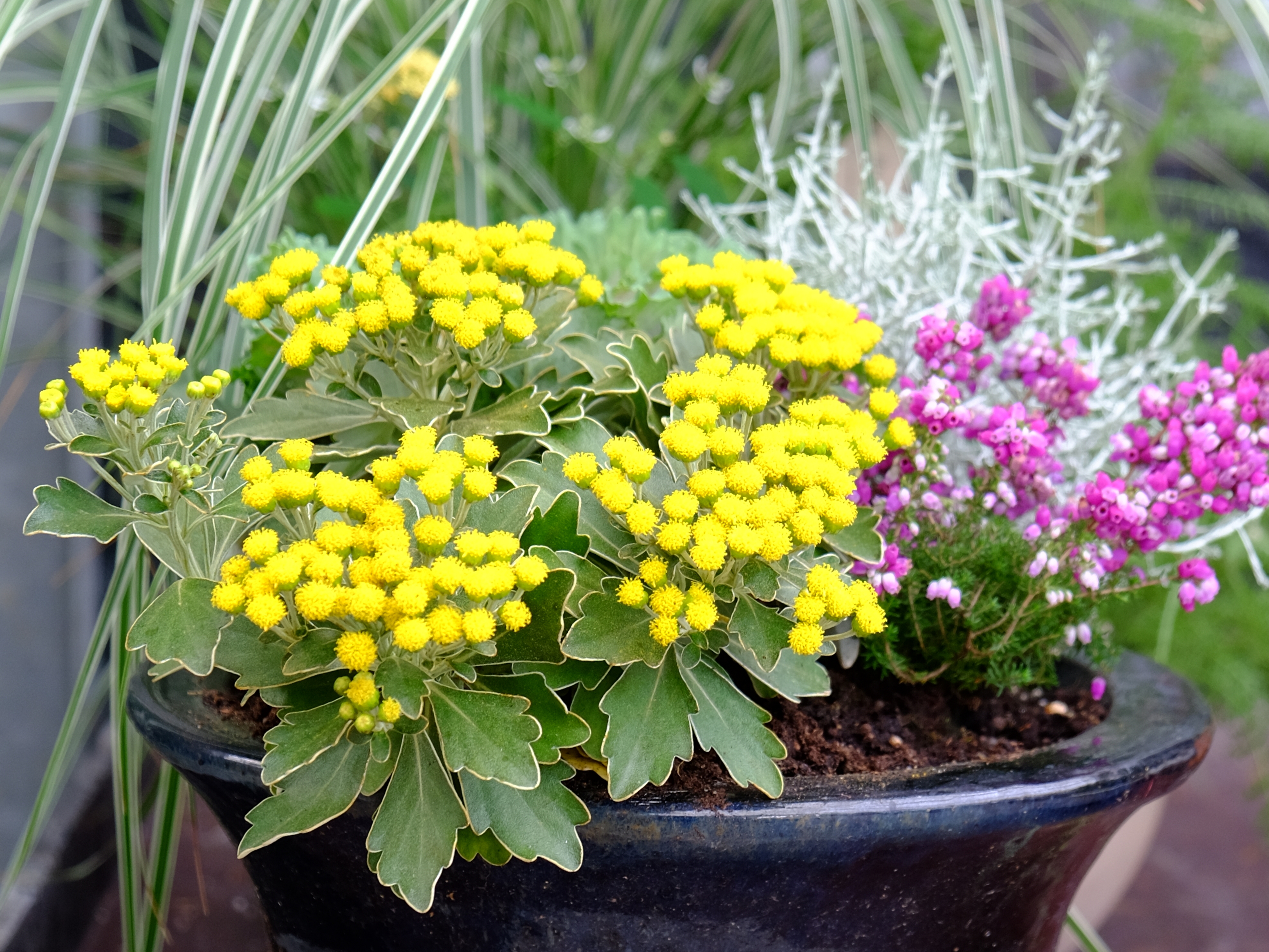 tilplantede krukker efterår-001 – Moesgård Havecenter