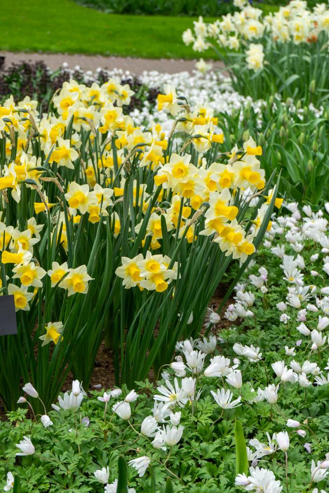Narcissus Golden Echo – Moesgård Havecenter